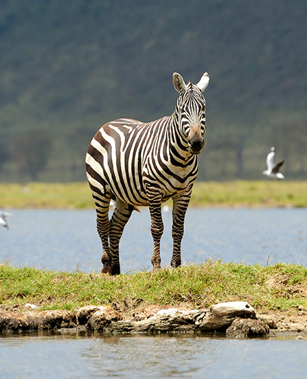 Kenya